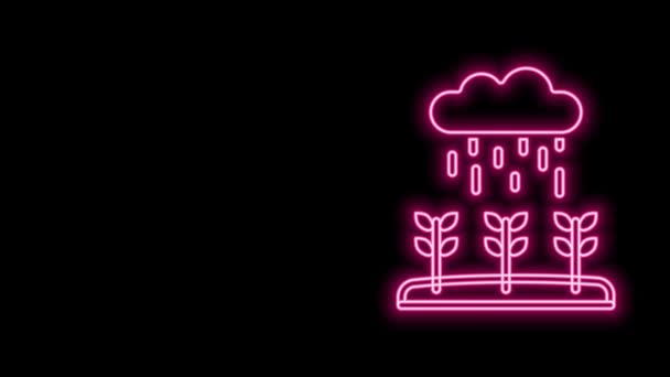 Gloeiende neon lijn Plantenkiemen groeien in het regenicoon geïsoleerd op zwarte achtergrond. Zaailingenconcept. 4K Video motion grafische animatie — Stockvideo