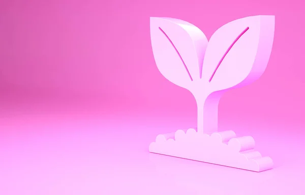 Pink Plant icoon geïsoleerd op roze achtergrond. Zaad en zaailing. Bladeren teken. Bladnatuur. Minimalisme concept. 3d illustratie 3D renderen — Stockfoto