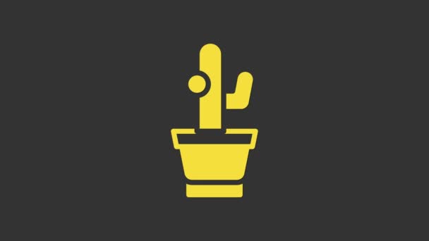 Cactus jaune et succulent en pot icône isolé sur fond gris. Plante poussant en pot. Panneau végétal en pot. Animation graphique de mouvement vidéo 4K — Video