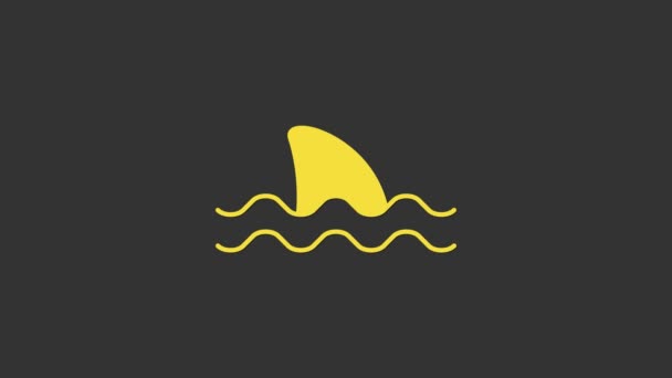 灰色の背景に隔離された海の波のアイコンの黄色のサメのフィン。4Kビデオモーショングラフィックアニメーション — ストック動画