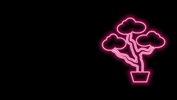 Leuchtende Neon-Linie japanische Bonsai-Baum-Symbol isoliert auf schwarzem Hintergrund. Japanische Kultur, Gartenbau, Hobbykultur. 4K Video Motion Grafik Animation — Stockvideo