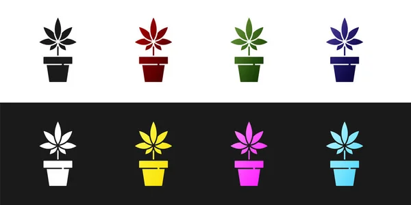 Ställ medicinsk marijuana eller cannabis plant i Pot-ikonen isolerad på svart och vit bakgrund. Marijuana växande koncept. Hampa kruk växt. Vektor illustration — Stock vektor