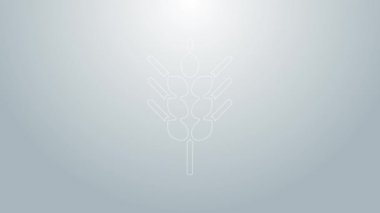 Mavi çizgili mısır gevrekleri; pirinç, buğday, mısır, yulaf, çavdar, gri arka planda izole edilmiş arpa ikonu. Buğday ekmeği sembolleri. 4K Video hareketli grafik canlandırması