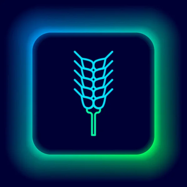 Leuchtende Neon-Linie Getreide Set mit Reis, Weizen, Mais, Hafer, Roggen, Gerste Symbol isoliert auf schwarzem Hintergrund. Ähren von Weizenbrot Symbole. Buntes Rahmenkonzept. Vektor — Stockvektor