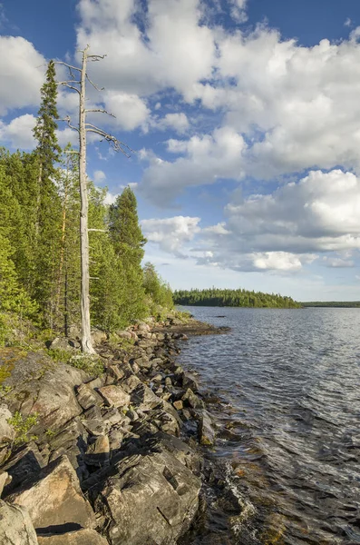 Yukarı Pulongskoye Gölü kıyısındaki Karelia kayalıklarında vahşi orman.
