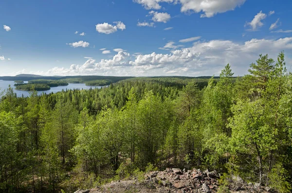 Dziki Las Skałach Karelia Brzegu Jeziora Górnego Pulongskoye — Zdjęcie stockowe