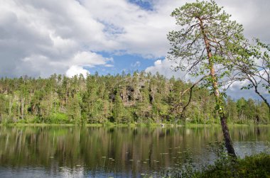 Yukarı Pulongskoye Gölü kıyısındaki Karelia kayalıklarında vahşi orman.