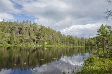 Yukarı Pulongskoye Gölü kıyısındaki Karelia kayalıklarında vahşi orman.