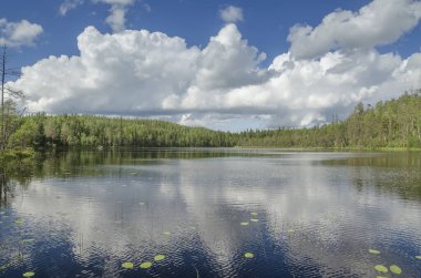 Yukarı Pulongskoye Gölü kıyısındaki Karelia kayalıklarında vahşi orman.