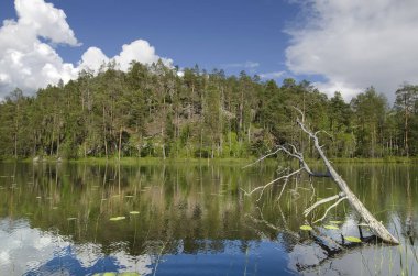 Yukarı Pulongskoye Gölü kıyısındaki Karelia kayalıklarında vahşi orman.