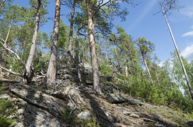 Karelia 'daki ormanlık kıyı kayalıkları