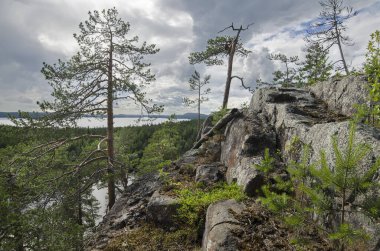 Karelia 'daki ormanlık kıyı kayalıkları