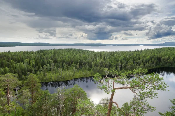 Bossen Langs Kust Karelië — Stockfoto