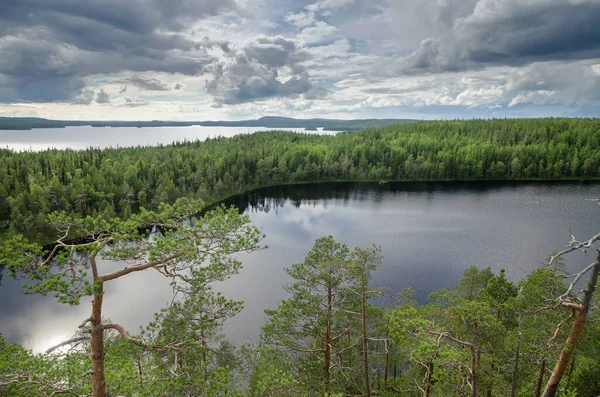 Bossen Langs Kust Karelië — Stockfoto