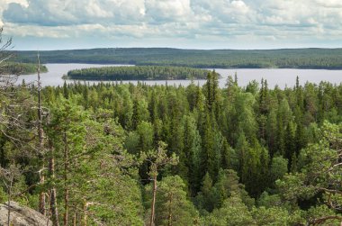 Karelia 'daki ormanlık kıyı kayalıkları