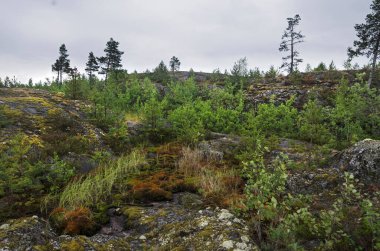 Ladoga Gölü ile orman kaplı kıyılar