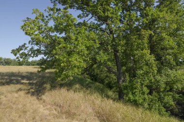 Volga (Rusya) kıyısında meşe koruluğu)