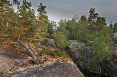 Ladoga Gölü 'ndeki ada, ormanla kaplı.