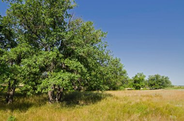 Volga (Rusya) kıyısında meşe koruluğu)