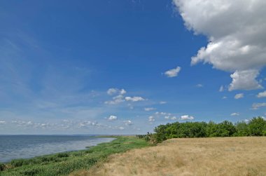 Saratov bölgesindeki Volga kıyılarında yeşil sazlık çalılıkları
