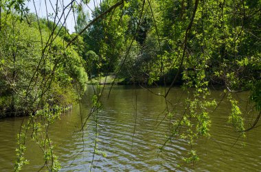 Parktaki gölde güneş ışığı altında