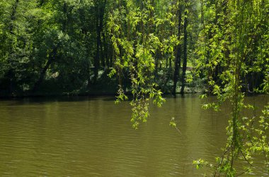 Parktaki gölde güneş ışığı altında