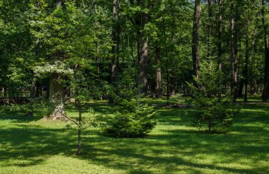 Eski şehir parkında güneşli bir gün