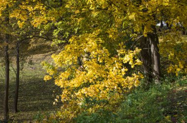 Yeşil-Sarı duvar süs bitki