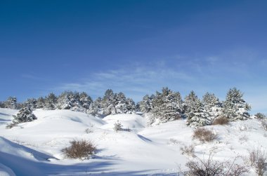 Kışın iğne yapraklı ağaç