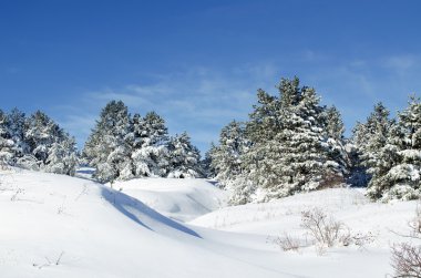 Kışın iğne yapraklı ağaç