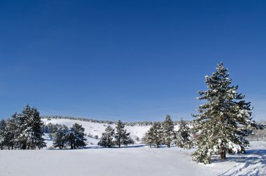 Kışın iğne yapraklı ağaç