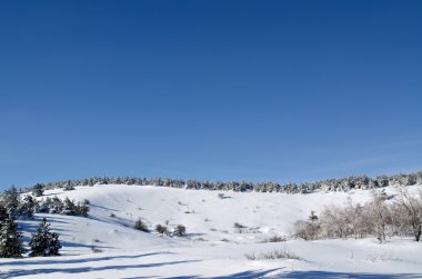 Kışın iğne yapraklı ağaç