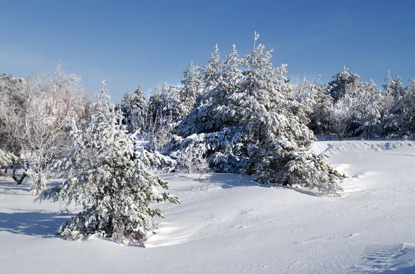Kışın iğne yapraklı ağaç