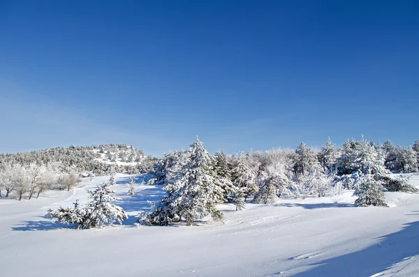 Kışın iğne yapraklı ağaç