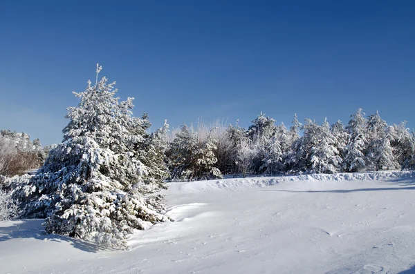 Madera de coníferas en invierno — Foto de Stock