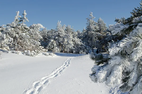 Madera de coníferas en invierno — Foto de Stock