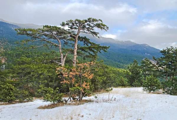 Collines en Crimée — Photo