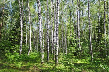 Yazları Moskova yakınlarında yer alan ahşap