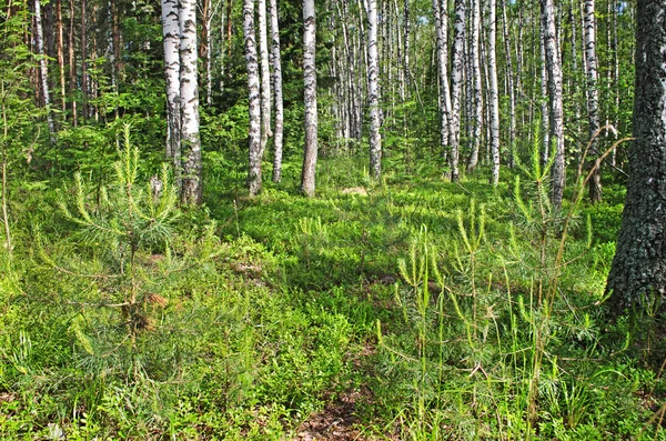 Bosque situado cerca de Moscú en el verano — Foto de Stock