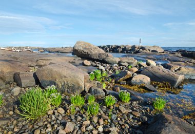beyaz deniz kıyısında