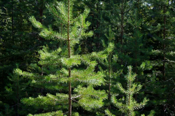 Noordelijke hout, Rusland — Stockfoto