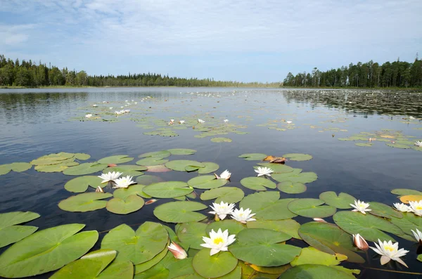 Lake Leshchevo, Kareliya, Rusya Federasyonu