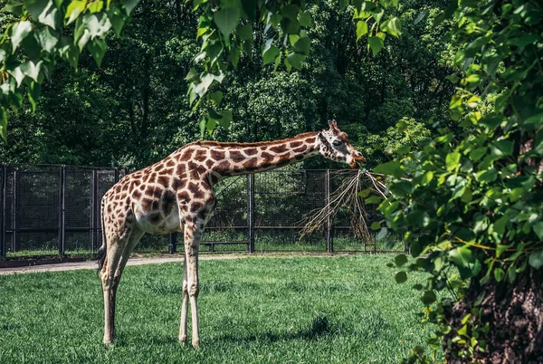 Dierentuin in Warschau — Stockfoto