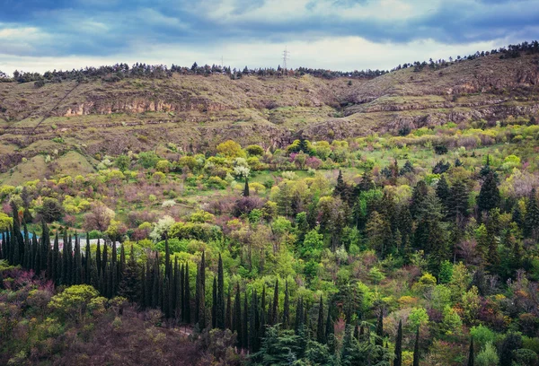 Nature in Tbilisi — Stock Photo, Image