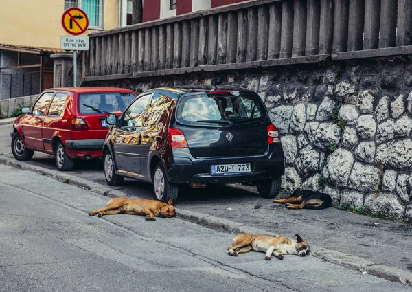 サラエボの犬 — ストック写真