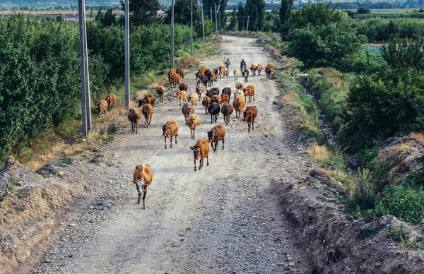 Krowy w Gruzji — Zdjęcie stockowe