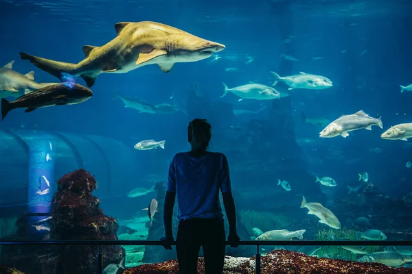 在巴塞罗那的水族馆 — 图库照片