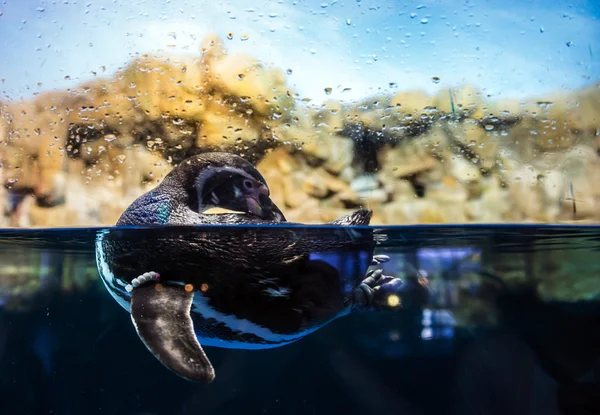 Pinguim em aquário — Fotografia de Stock