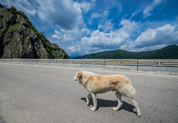 Presa en Rumania —  Fotos de Stock