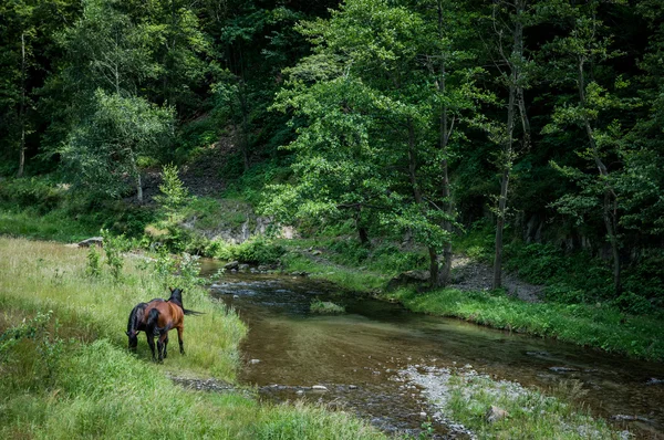 Konie w Rumunii — Zdjęcie stockowe